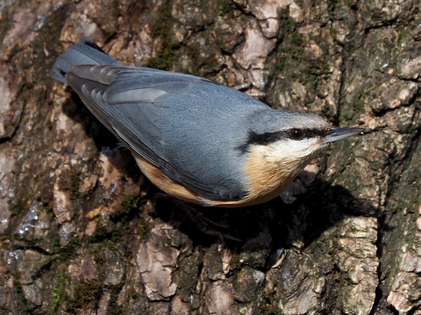 Picchio muratore (Sitta europaea)